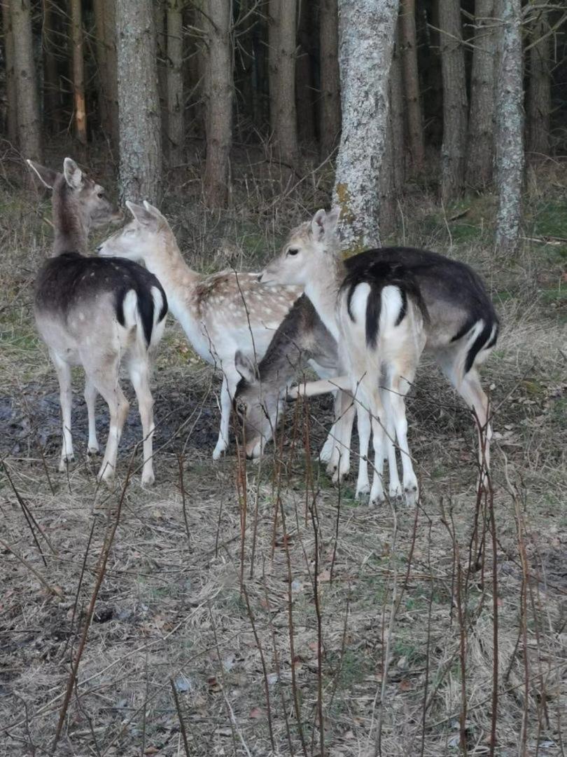 Dom W Trawach Lägenhet Smoldzinski Las Exteriör bild